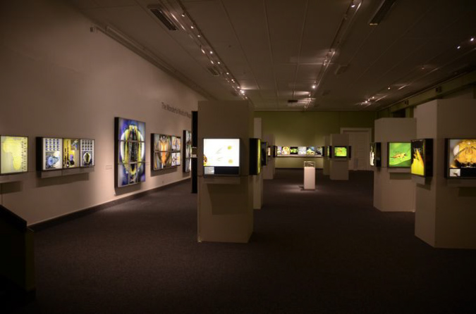 Wasp_exhibition__DSC3533